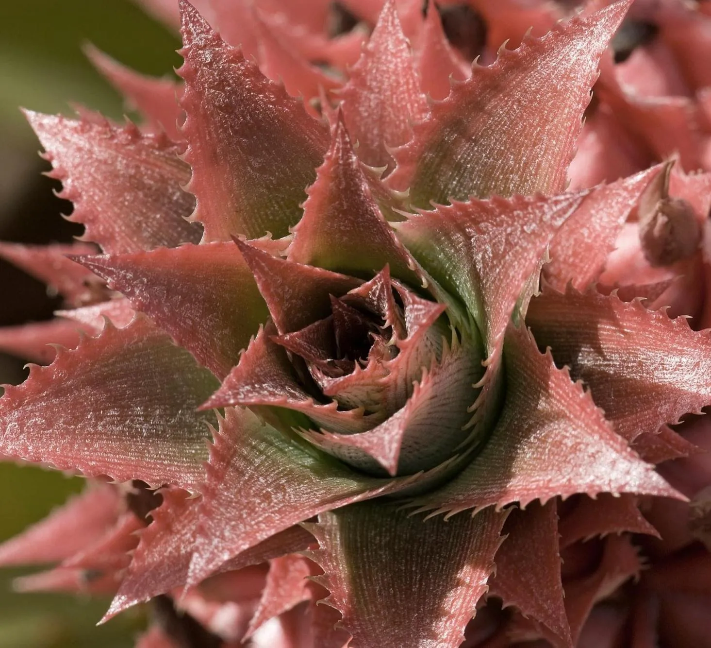 A close up of a pink flower with drops of water on it.