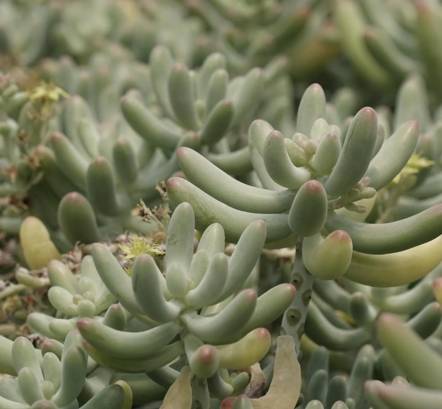 A close up of a bunch of green plants.