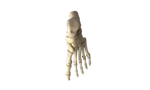 bones of the foot