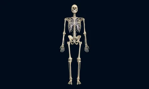 A skeleton standing in the dark with a black background.