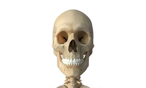 A human skeleton is shown with a white background.