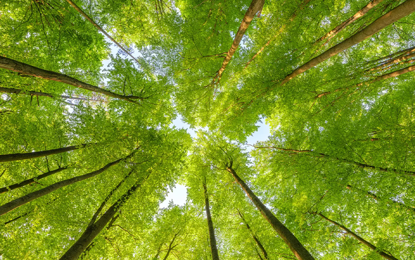 trees 