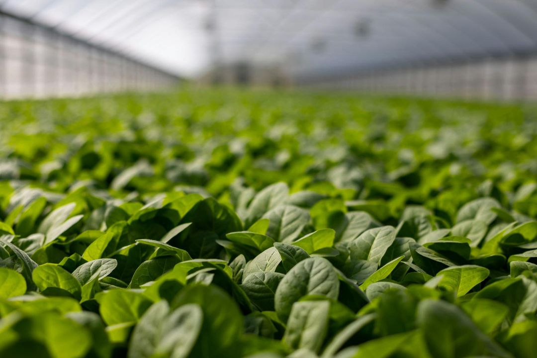 Greenhouse with crops