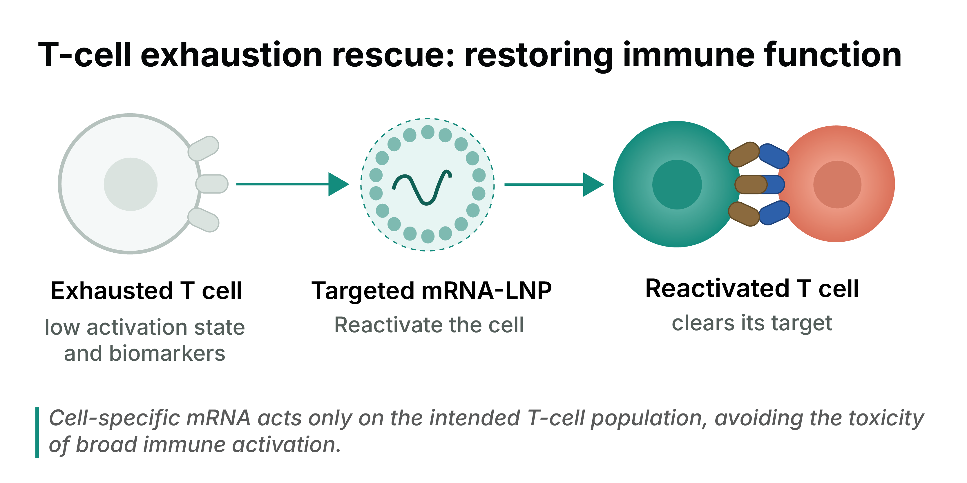 T-cell exhaustion rescue: restoring immune function. Three steps — an exhausted, dim and dysfunctional T cell; a targeted mRNA-LNP reinvigorating the cell; the reinvigorated T cell clearing its target. Cell-specific mRNA acts only on the intended T-cell population, avoiding the toxicity of broad immune activation.