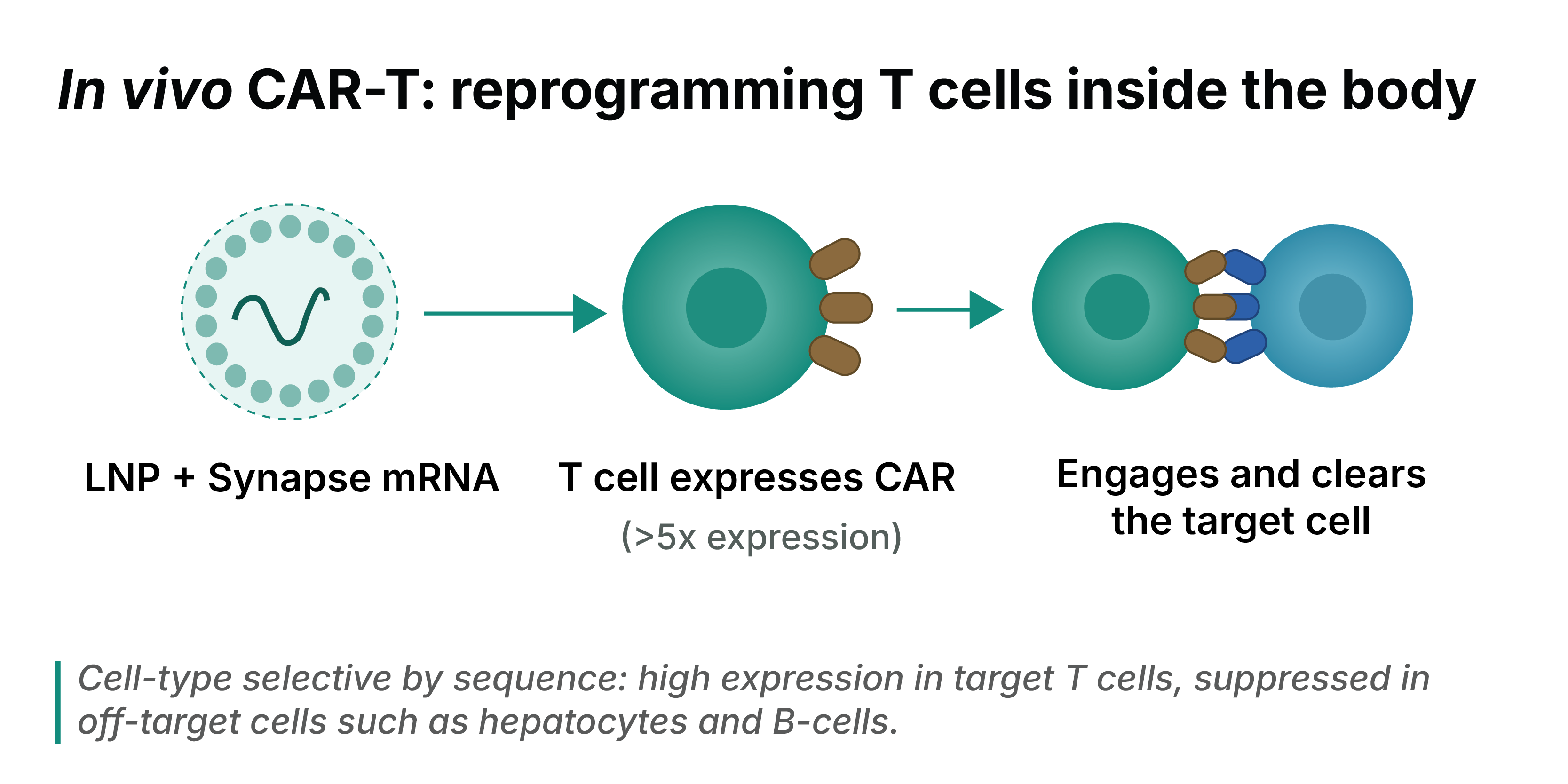 In vivo CAR-T: reprogramming T cells inside the body. Five steps — a single targeted dose; LNP plus Synapse mRNA; the T cell expressing CAR at more than fivefold expression; the T cell clearing its target cell; the mRNA self-clearing, transient and non-integrating. Cell-type selective by sequence: high expression in target T cells, suppressed in off-target tissue such as the liver.
