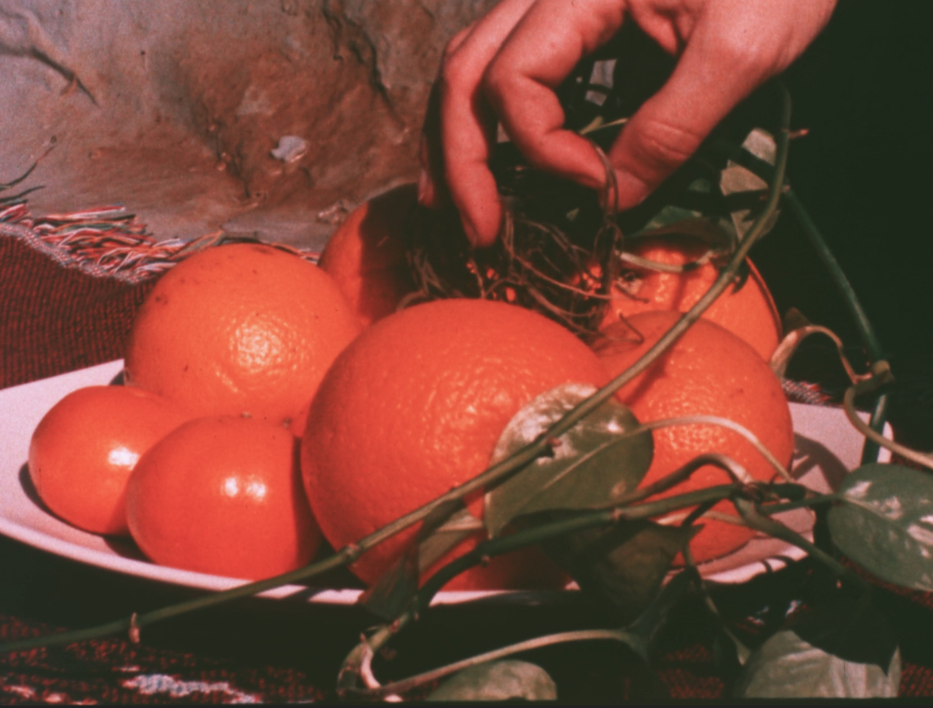 Hand picking an orange from a white plate filled with oranges and surrounded by green leaves.