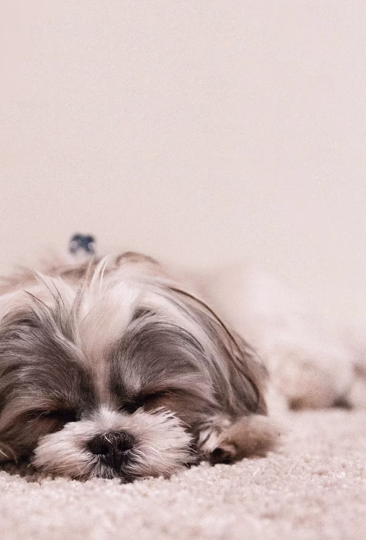 Dog sleeping on a carpet floor 