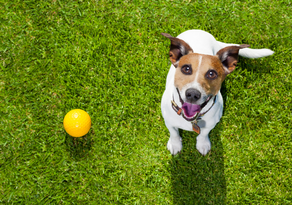 girl-with-puppy-image
