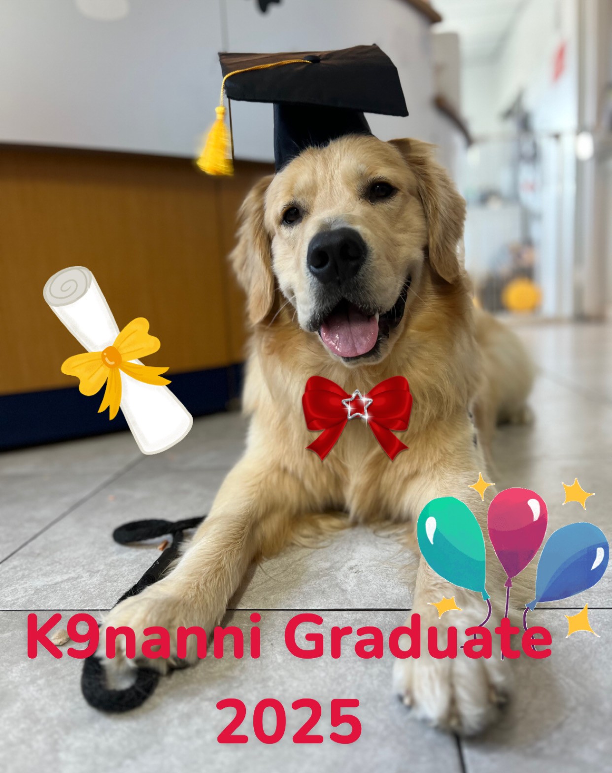K9 Nanni graduates have the skills they need to behave at home, on walks, in public places, and beyond!