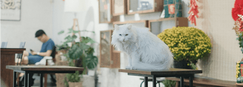 Illustration of Cat Cafe Category