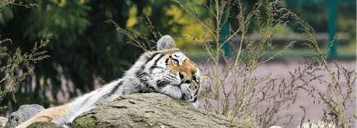 Illustration of Animal Park Category