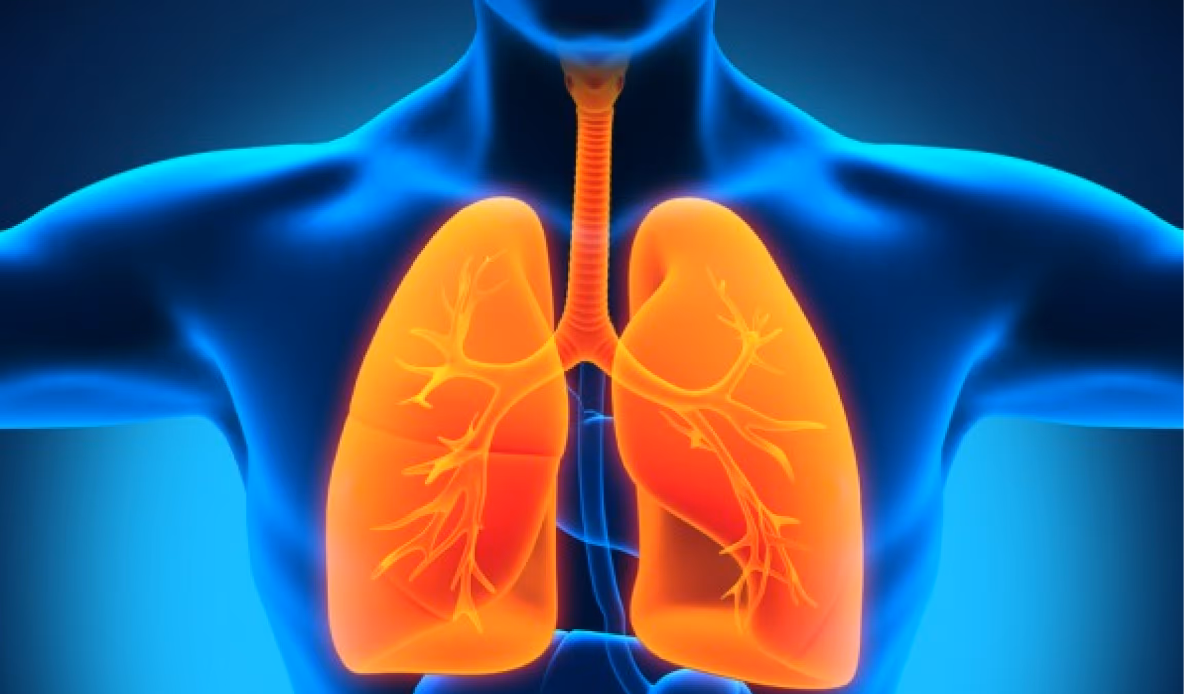 3D illustration of human lungs and trachea highlighted in orange within a blue upper torso.