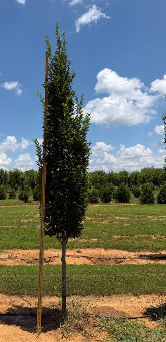 Rows of healthy trees carefully cultivated and arranged for optimal growth and selection.