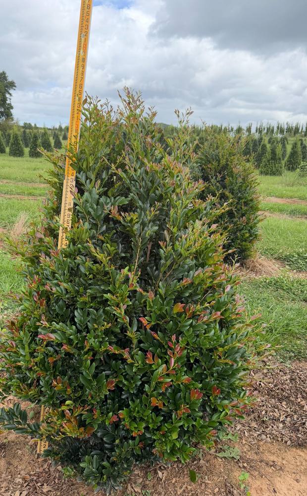 Rows of healthy trees carefully cultivated and arranged for optimal growth and selection.