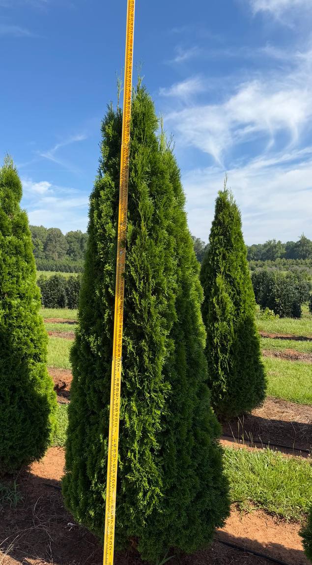 Rows of healthy trees carefully cultivated and arranged for optimal growth and selection.