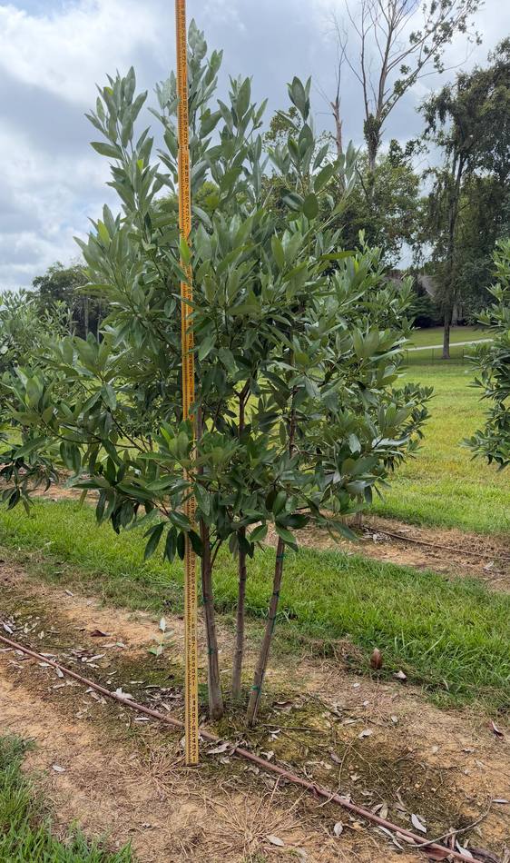 Rows of healthy trees carefully cultivated and arranged for optimal growth and selection.