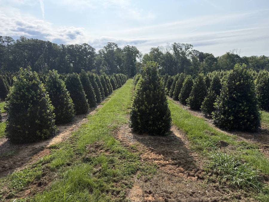 Aerial view of tree rows and a serene pond on our expansive farm, highlighting our diverse landscape.