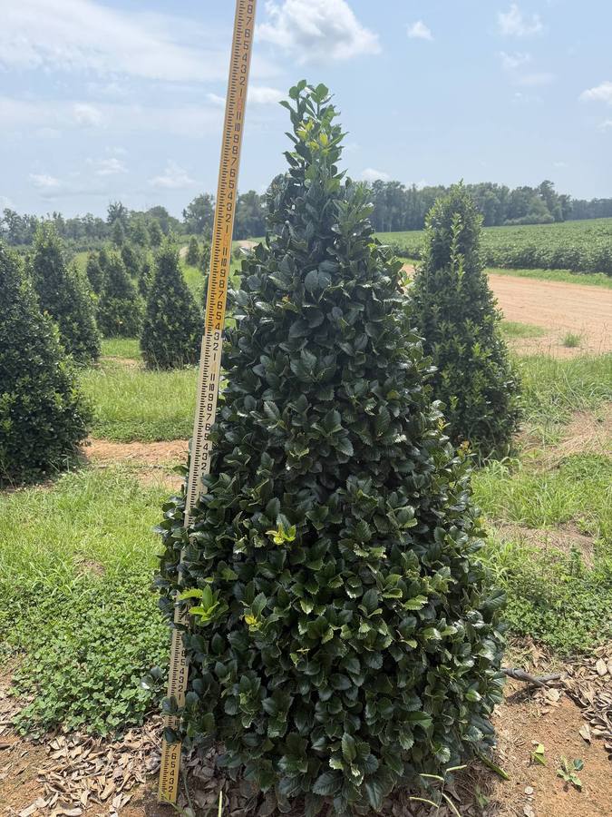 Rows of healthy trees carefully cultivated and arranged for optimal growth and selection.
