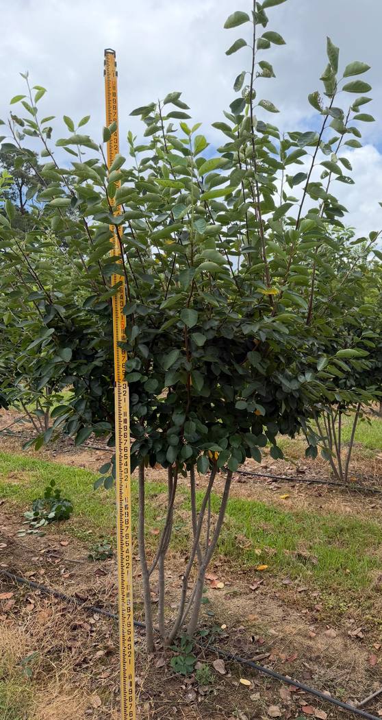 Rows of healthy trees carefully cultivated and arranged for optimal growth and selection.