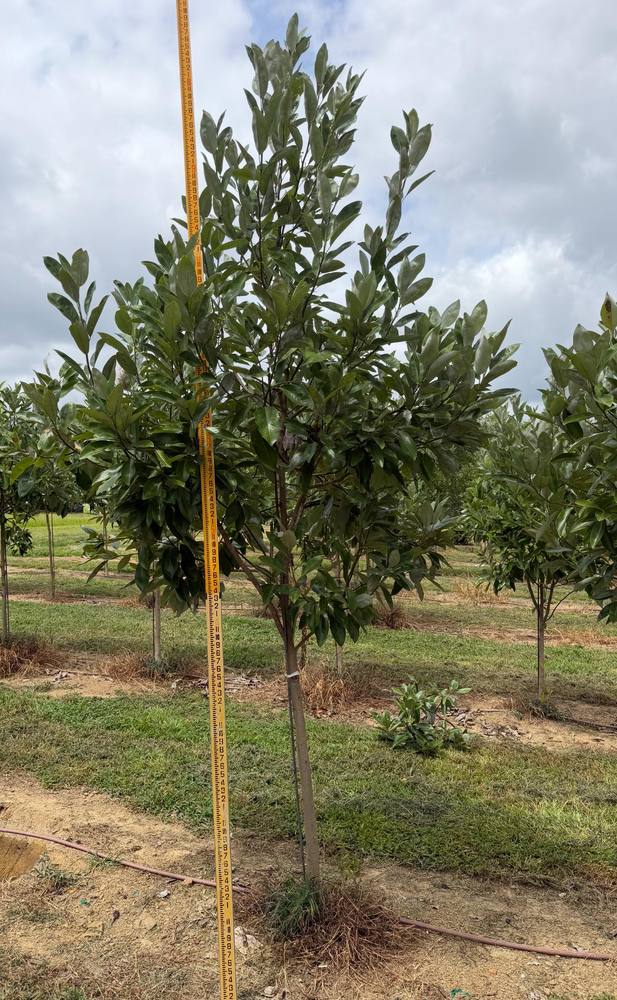 Rows of healthy trees carefully cultivated and arranged for optimal growth and selection.