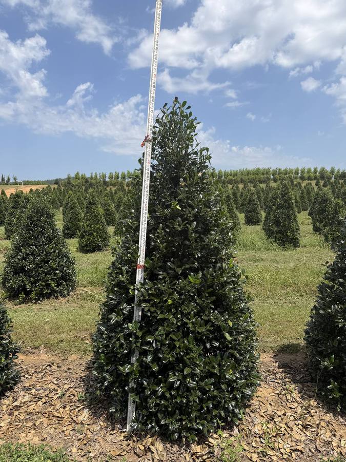 Rows of healthy trees carefully cultivated and arranged for optimal growth and selection.