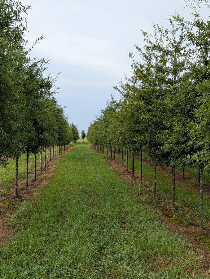 Rows of trees.