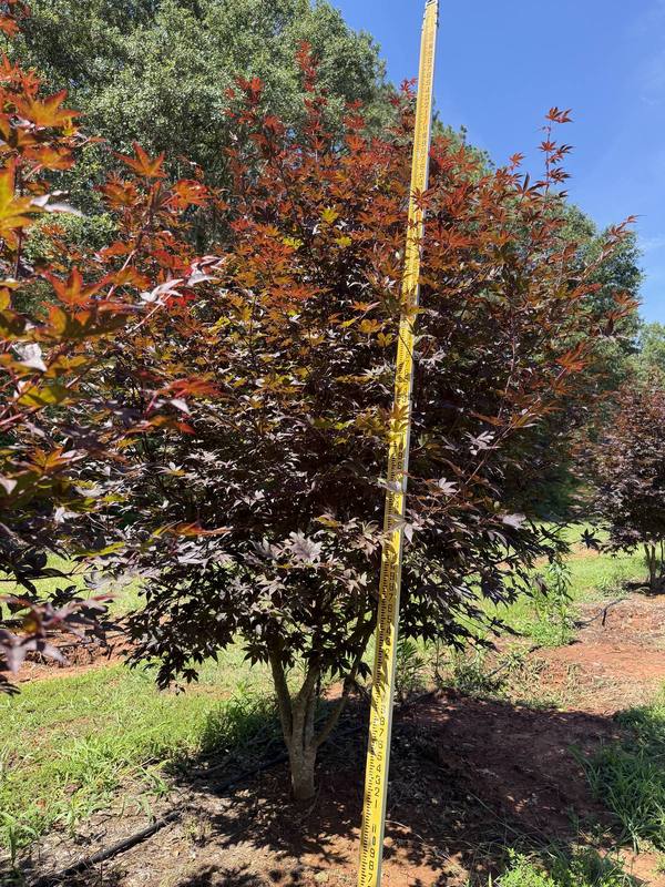 Rows of healthy trees carefully cultivated and arranged for optimal growth and selection.