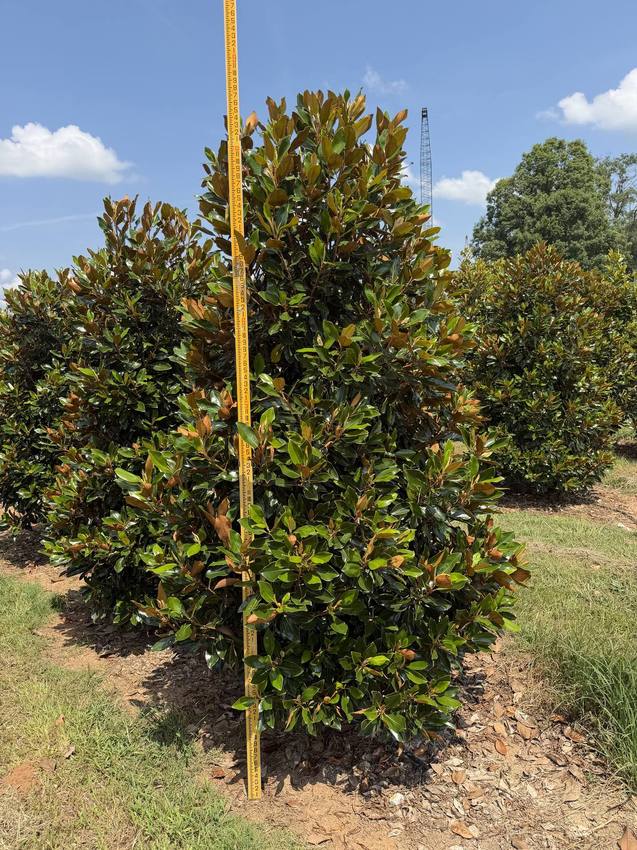 Rows of healthy trees carefully cultivated and arranged for optimal growth and selection.