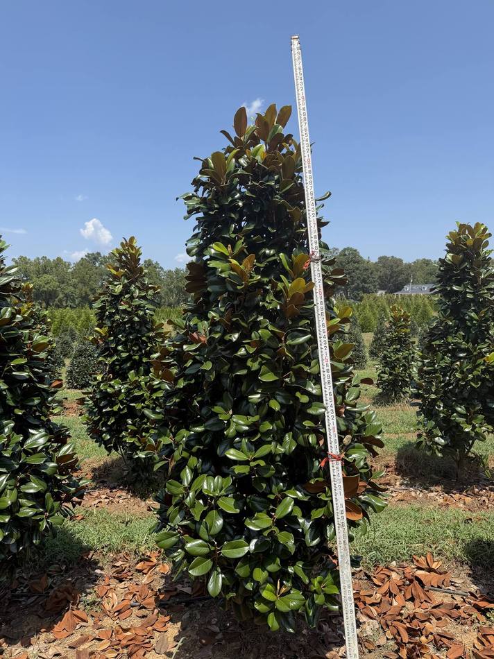 Aerial view of tree rows and a serene pond on our expansive farm, highlighting our diverse landscape.
