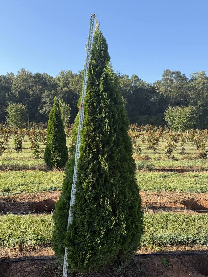 Aerial view of tree rows and a serene pond on our expansive farm, highlighting our diverse landscape.