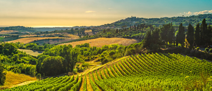 Image of Tuscan fields