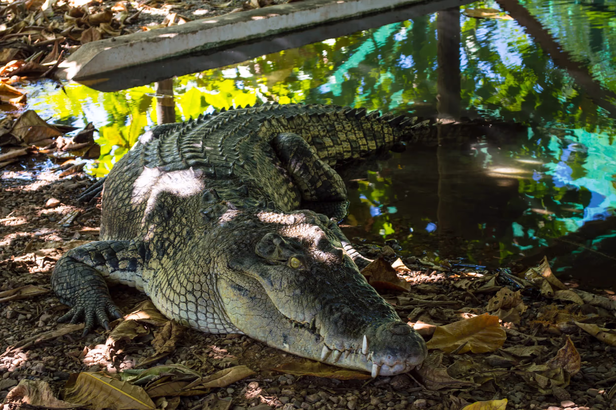 Crocodile in Timor Leste |  Ruth/Getty Images