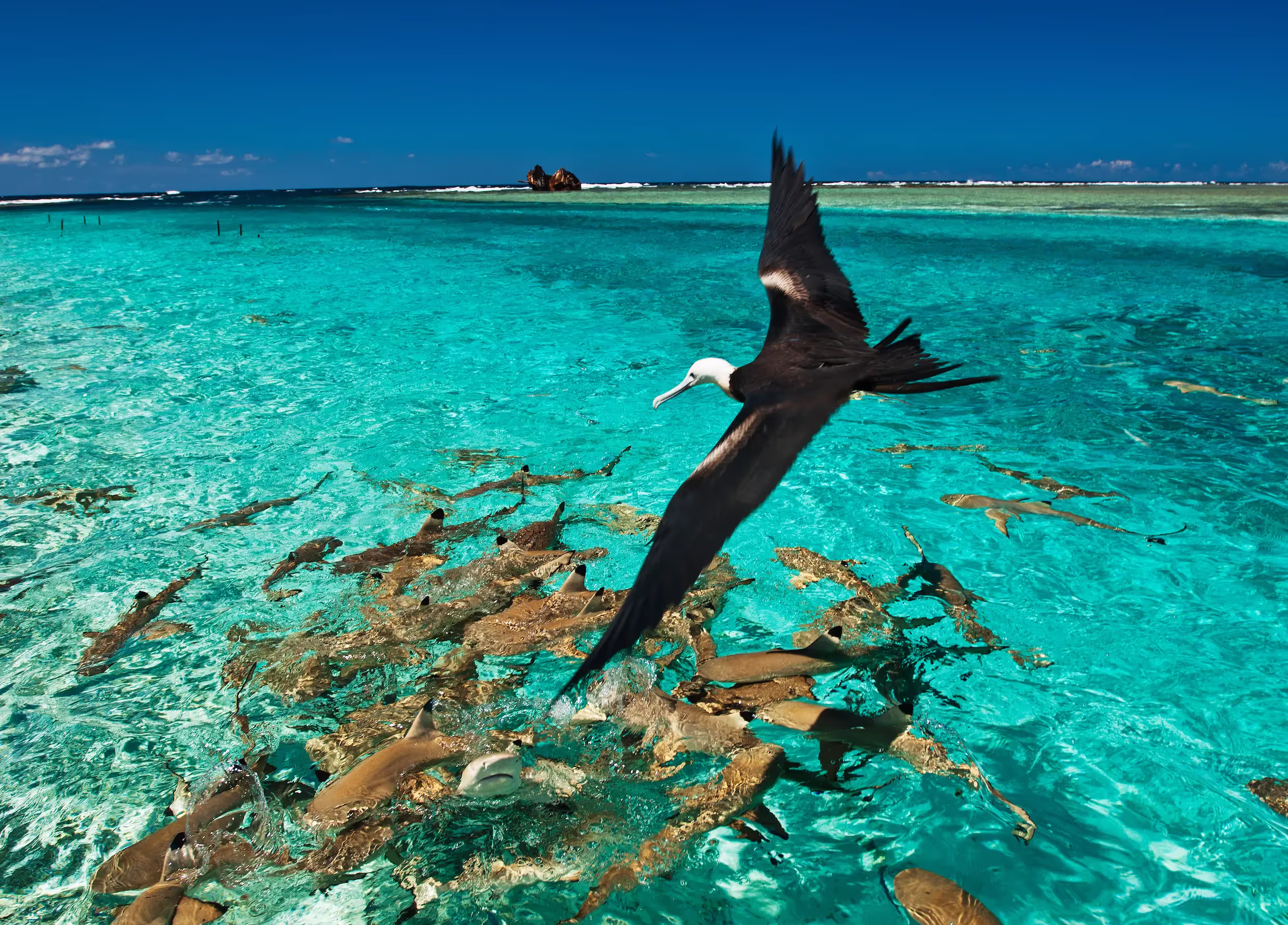  Coast of Millennium Island | Mauricio Handler/Getty images