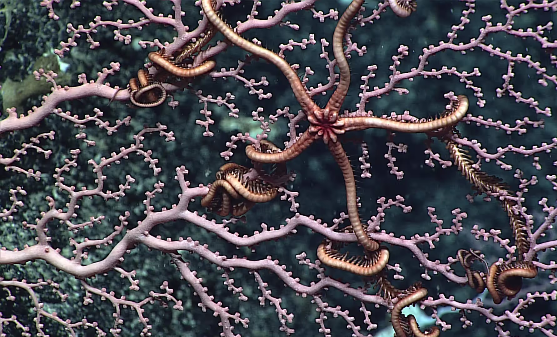 Phoenix Islands Protected Area | NOAA Office of Ocean Exploration and Research, Discovering the Deep: Exploring Remote Pacific MPAs