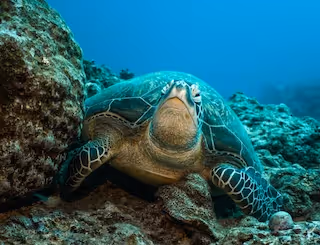 Plongée sous-marine avec les tortues de mer - Muse Villa