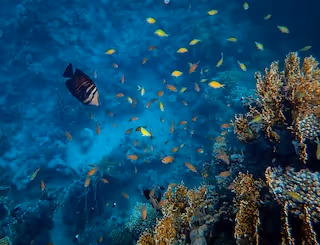 Plongée sous-marine - Muse Villa