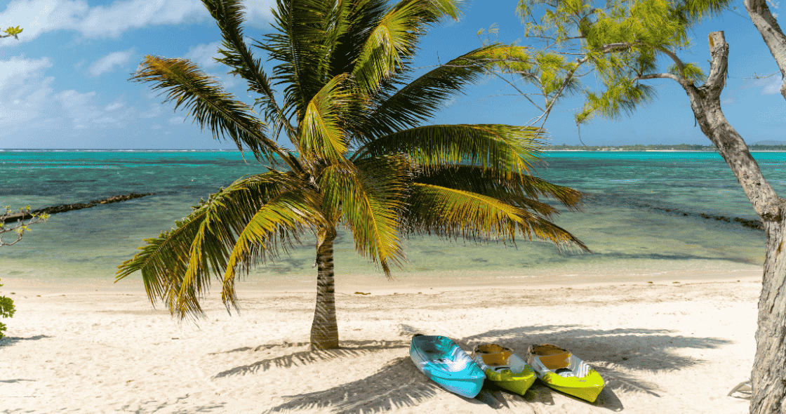 Palm tree on tropical beach with kayaks and turquoise water
