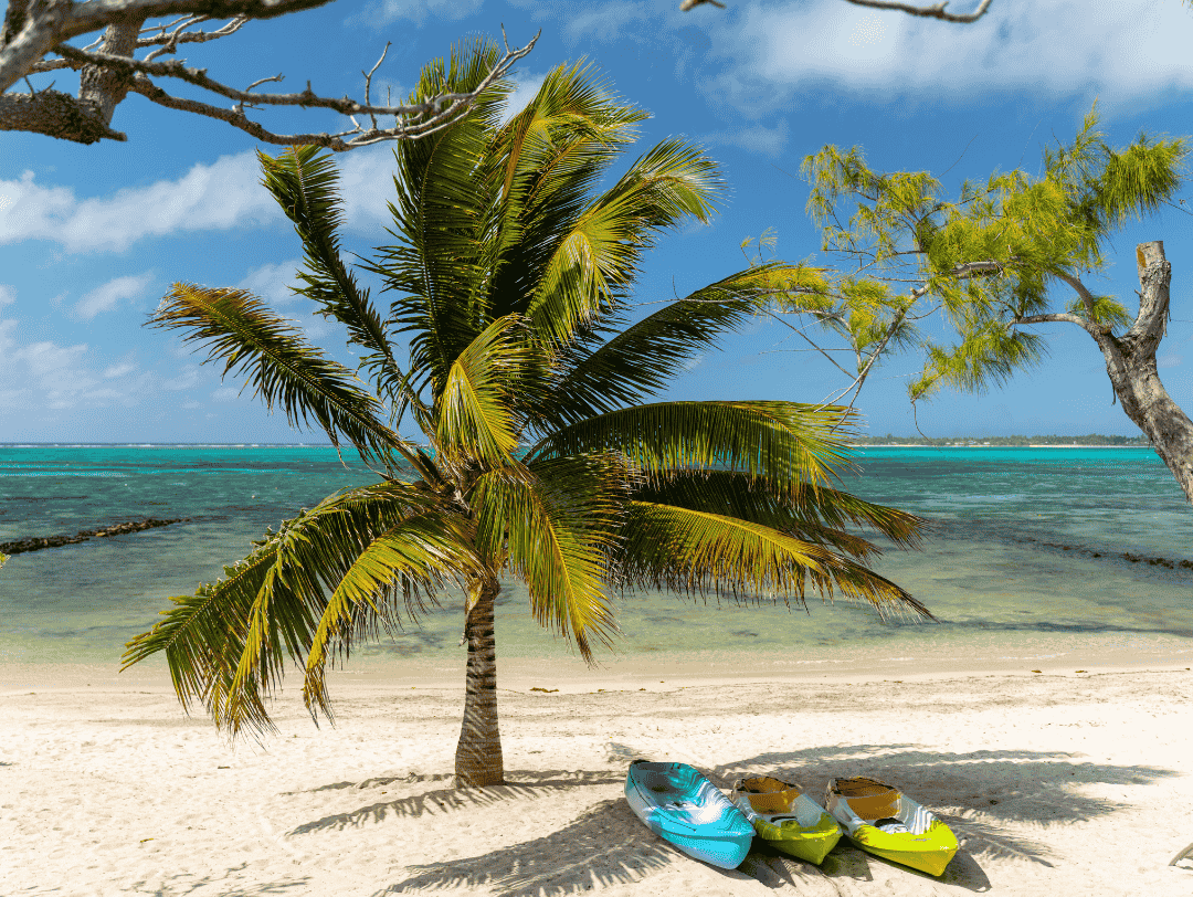 Palm tree on tropical beach with kayaks and turquoise water