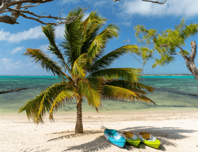 Sunny beach with palm tree and colorful kayaks by the sea