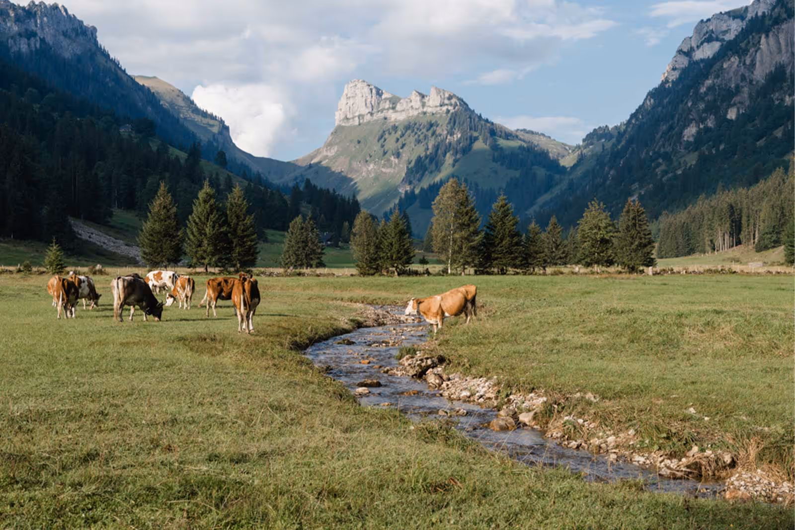 Vue sur la Justistal avec les vaches et le ruisseau au premier plan