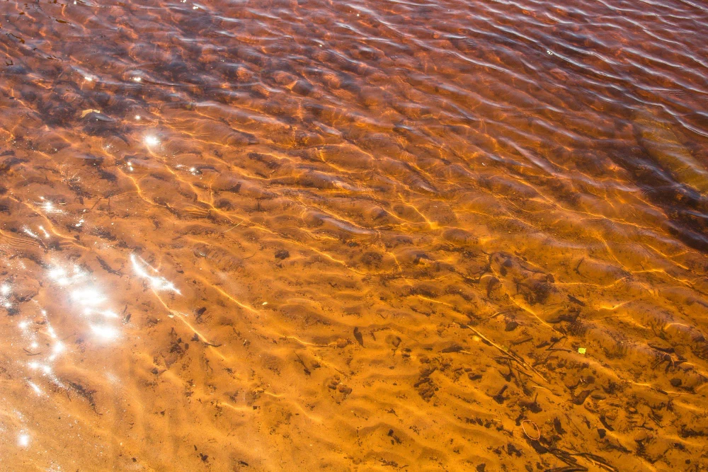 A close-up of a sandy waterbed that is drenched in sunlight