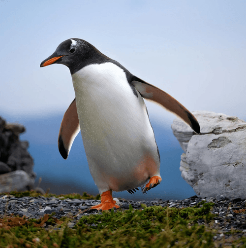 Fly over the Andes on a scenic helicopter ride, landing in the heart of the mountains to toast with champagne. Experience the stunning landscapes of Ushuaia Bay and Olivia River Valley. Walk among Gentoo and Magellanic penguins on Martillo Island, located just off Estancia Harberton, after a short boat ride. Visit the Acatushún Museum, a unique collection of over 2,700 marine mammal and 2,300 bird skeletons. End the day with an optional visit to the Estancia’s cafeteria before returning to the hotel.