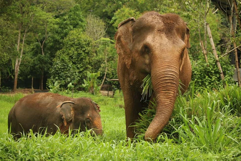 Begin with a visit to Phuket Elephant Nature Reserve, where you`ll meet, feed, and walk with rescued elephants in a respectful jungle setting. Spend the afternoon as you wish on the beach, at the Aman Spa, paddleboarding, or joining a yoga session. Optional activities like golf or Seabob adventures are available. End your day with a beachfront farewell celebration, enjoying cocktails and dinner as you reflect on the unforgettable journey across Southeast Asia.