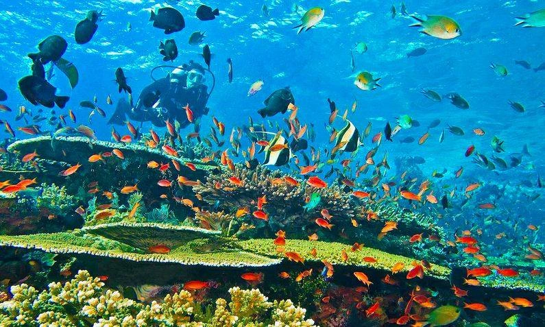 Start your day with an exhilarating drift snorkel or dive at Tatawa Besar’s vibrant reef, teeming with colorful coral and marine life. Spend the rest of the day enjoying Aqua Blu’s amenities as the yacht sails towards Saleh Bay. Relax on deck, indulge in fine cuisine, or enjoy the expert-led onboard programs.