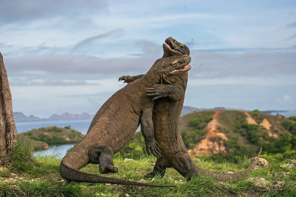 Begin with breakfast overlooking Sangeang Volcano. Explore Komodo Island and encounter the famous Komodo Dragons. In the afternoon, enjoy relaxing or snorkeling in the vibrant coral bay of Batu Moncho before returning to Aqua Blu for dinner and sunset drinks.