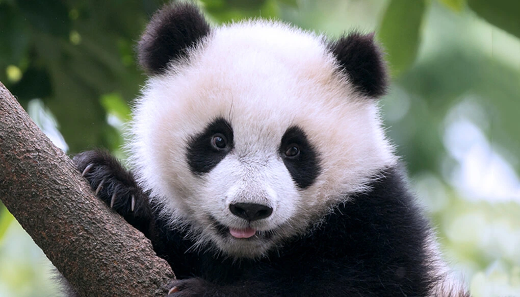 Spend the morning at the Chengdu Research Base of Giant Panda Breeding, watching these gentle giants and learning about vital conservation efforts. In the afternoon, stroll through the historic Wide and Narrow Alleys and unwind in People`s Park, where locals gather to socialize. Conclude your day with a mesmerizing Sichuan Opera performance, featuring the art of face-changing, before returning to your St. Regis Chengdu suite for the night.