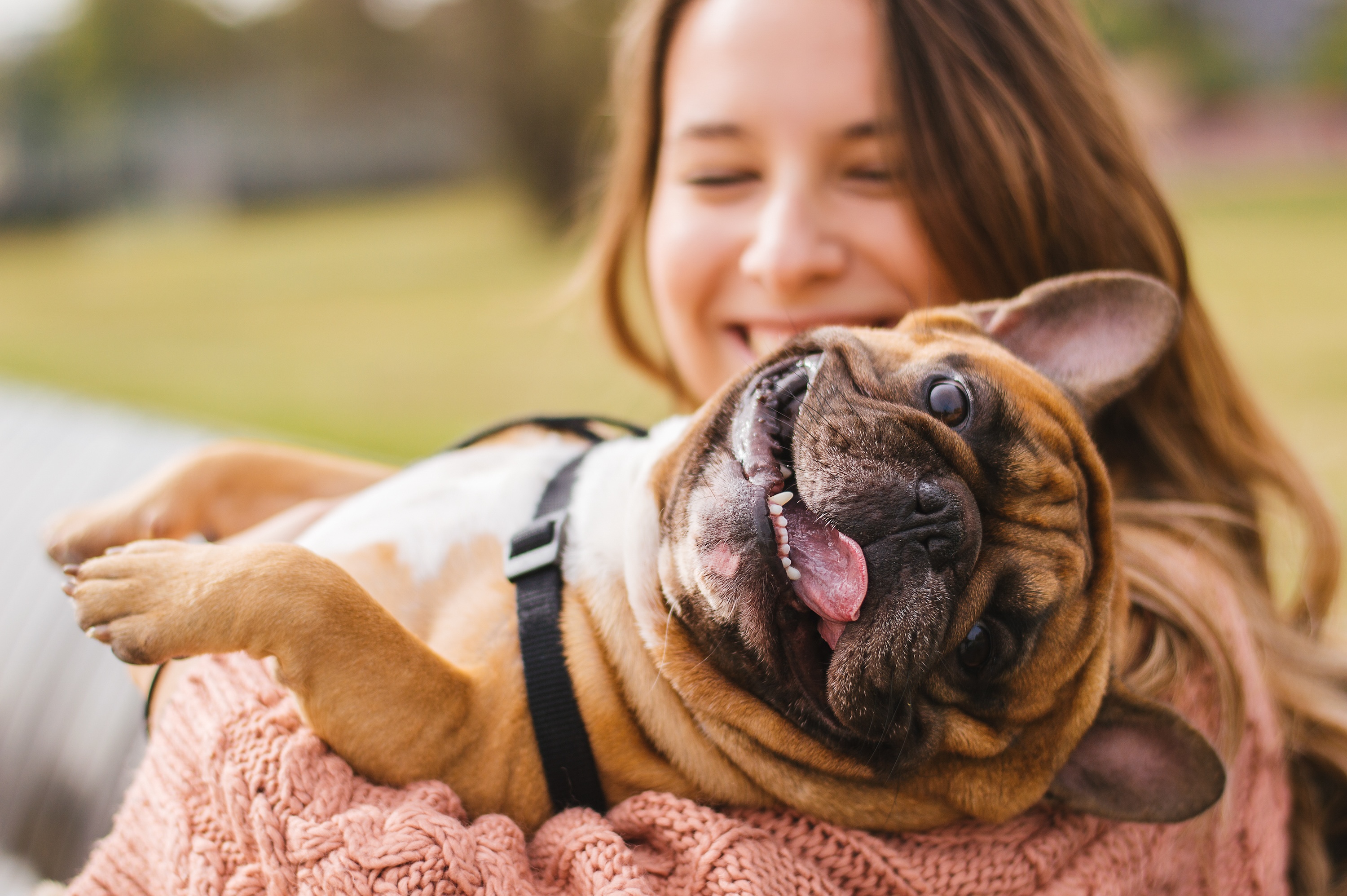 A smiling person holding a small brown and white French Bulldog outdoors at The Julian.