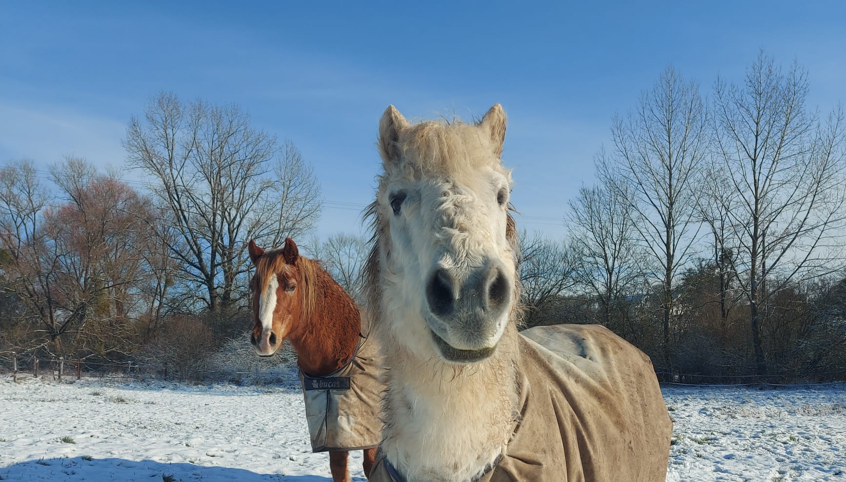 Ostéopathie, acupuncture et médecine traditionnelle chinoise pour vos chevaux à Luxembourg.