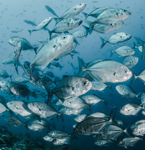 A group of fish swarming underwater.