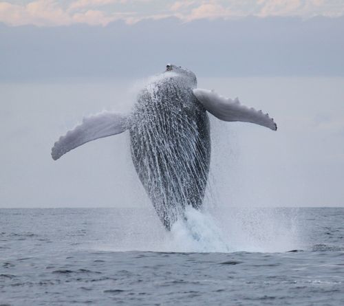 Want to Swim with Humpbacks? Make sure to do it ethically!